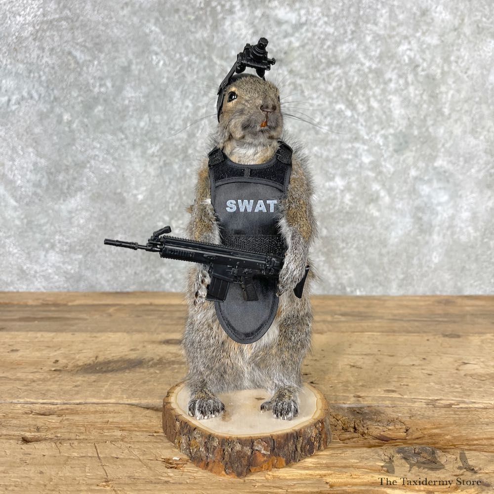 Tactical Swat Squirrel Novelty Mount For Sale #27024 - The Taxidermy Store