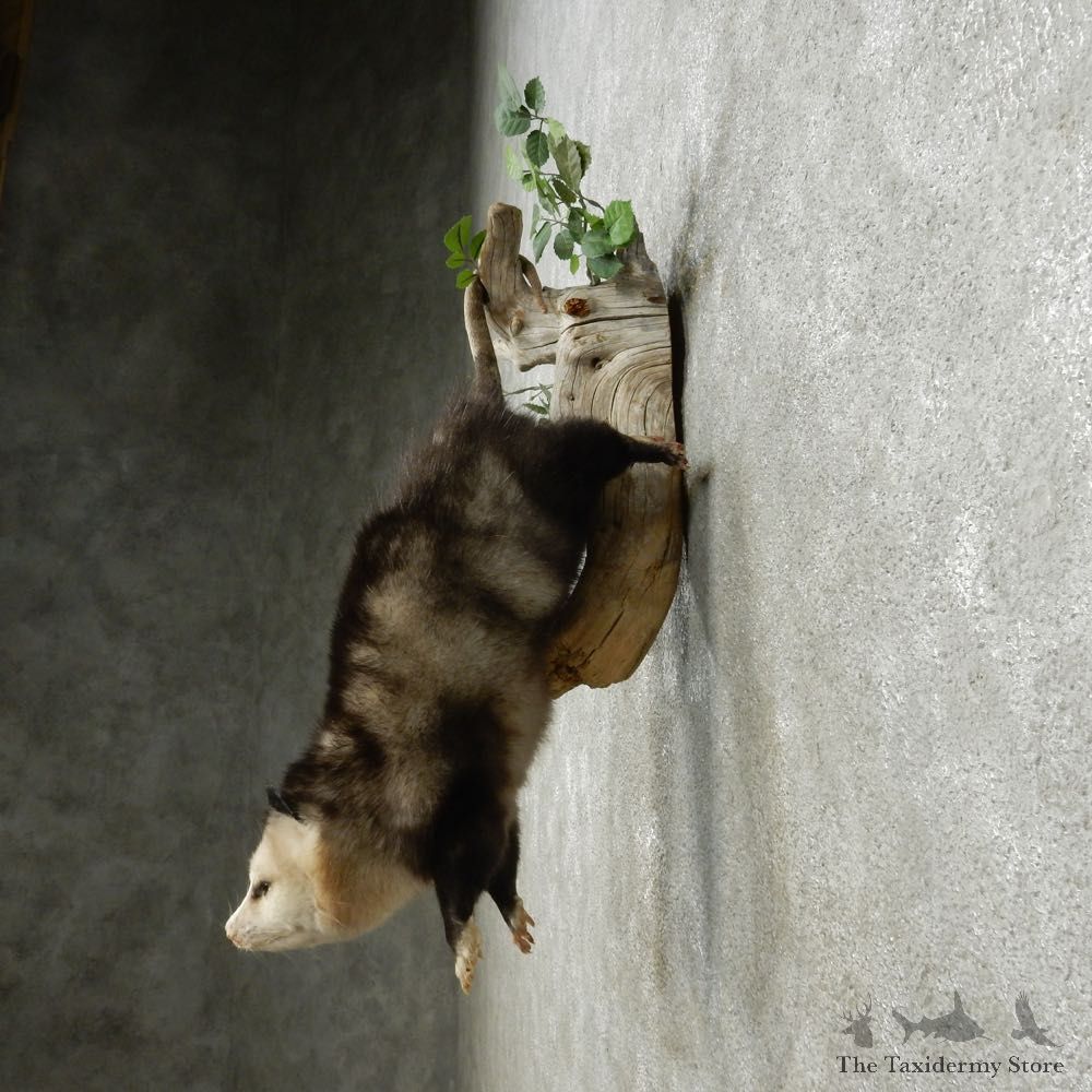 Hanging Opossum Mount For Sale #14906 @ The Taxidermy Store