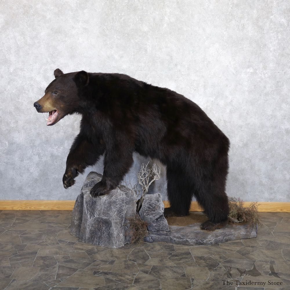 Black Bear Life-Size Mount For Sale #22359 @ The Taxidermy Store