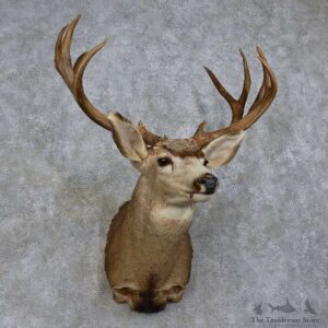 Mule Deer Shoulder Mount For Sale #15728 @ The Taxidermy Store