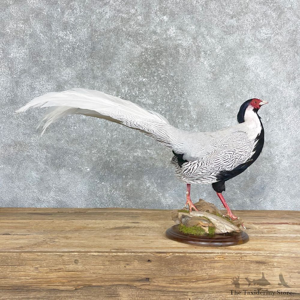 Silver Pheasant Taxidermy Bird Mount #24692 For Sale @ The Taxidermy Store