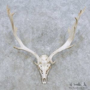Whitetail Deer Skull Antler European Mount For Sale #14284 @ The Taxidermy Store