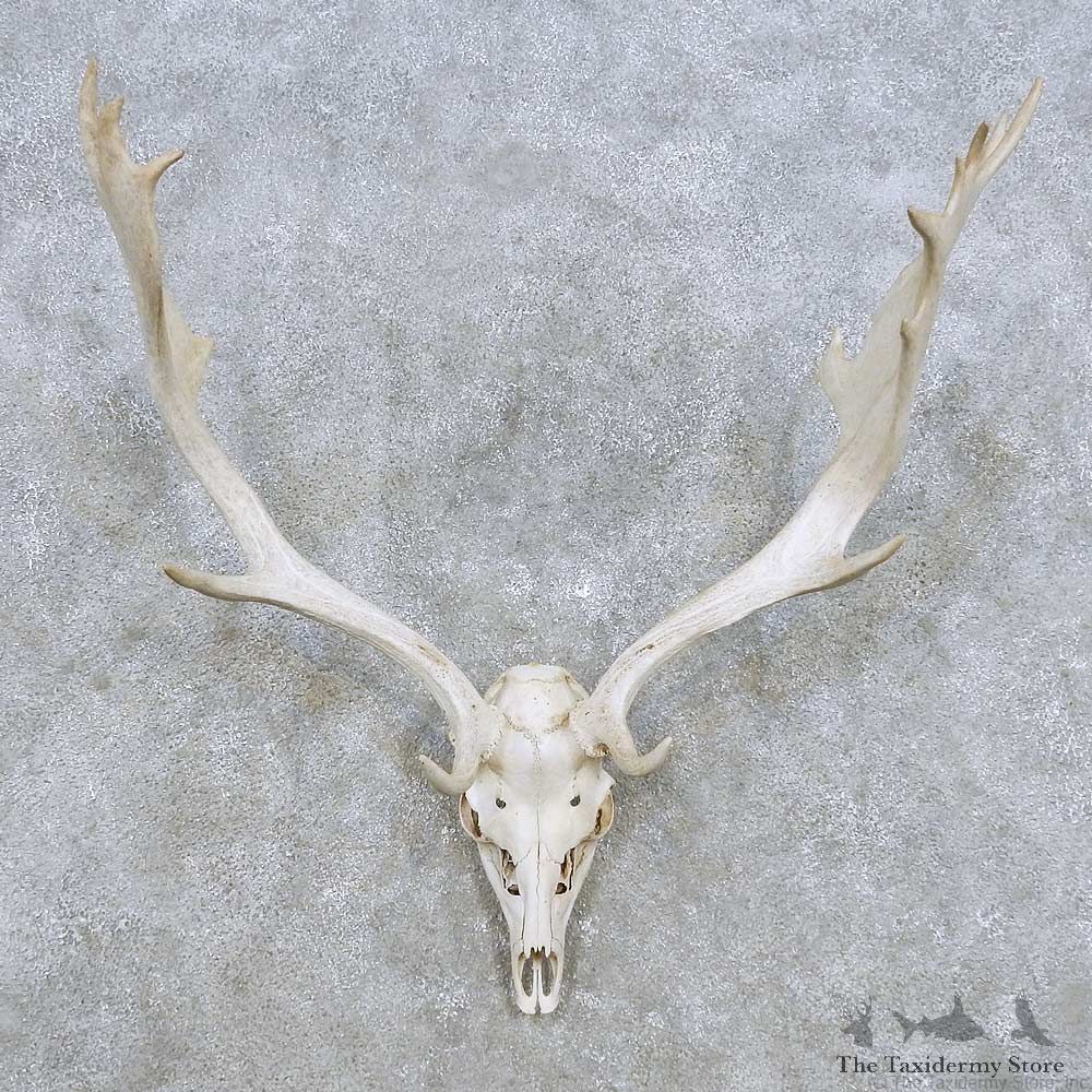 Whitetail Deer Skull Antler European Mount For Sale #14284 @ The Taxidermy Store