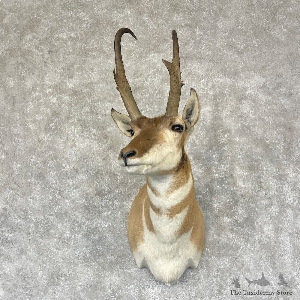 Pronghorn Shoulder Mount For Sale #28745 @ The Taxidermy Store
