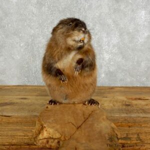 Muskrat Life Size Taxidermy Mount #17610 For Sale @ The Taxidermy Store