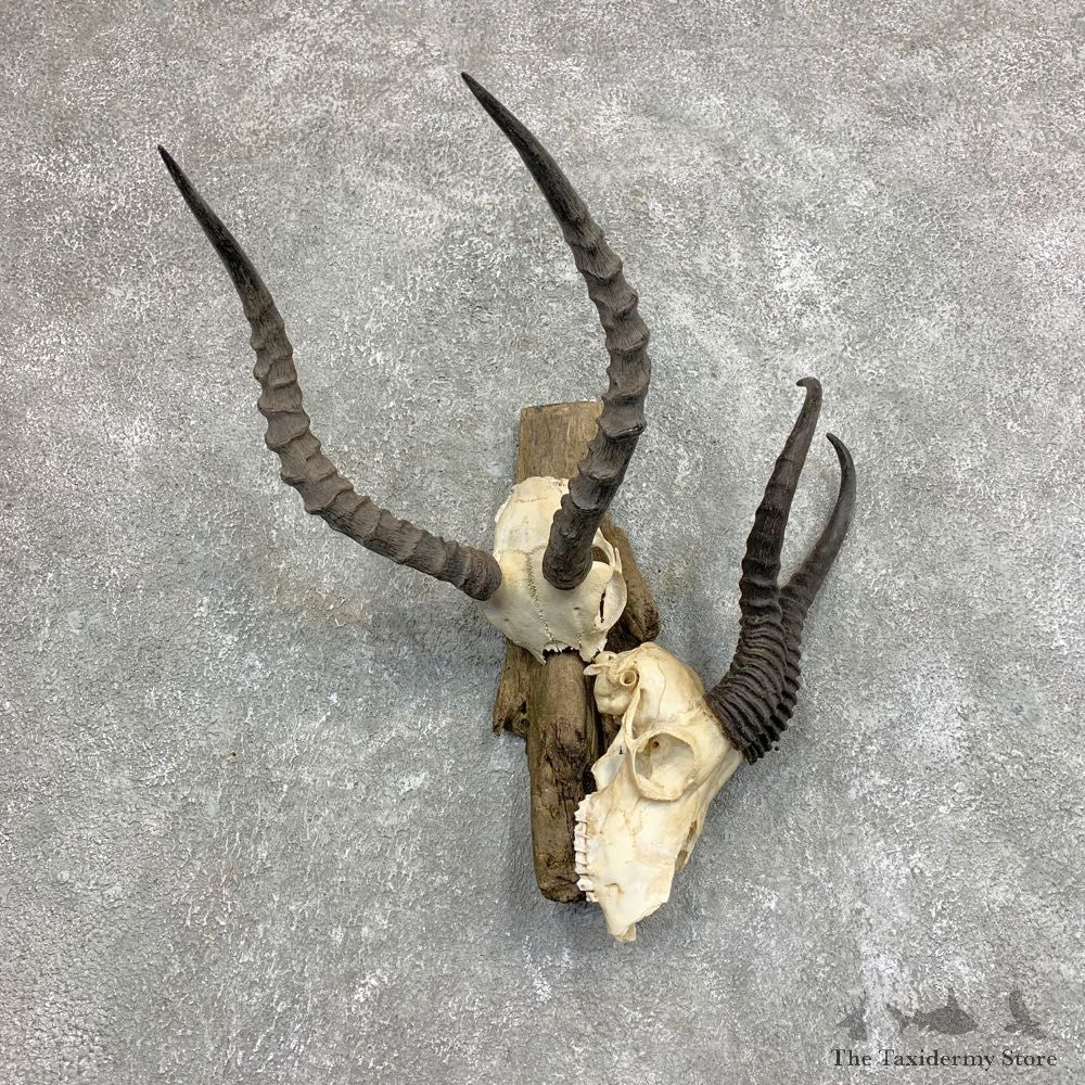 Impala & Springbok European Mount For Sale #21947 @ The Taxidermy Store