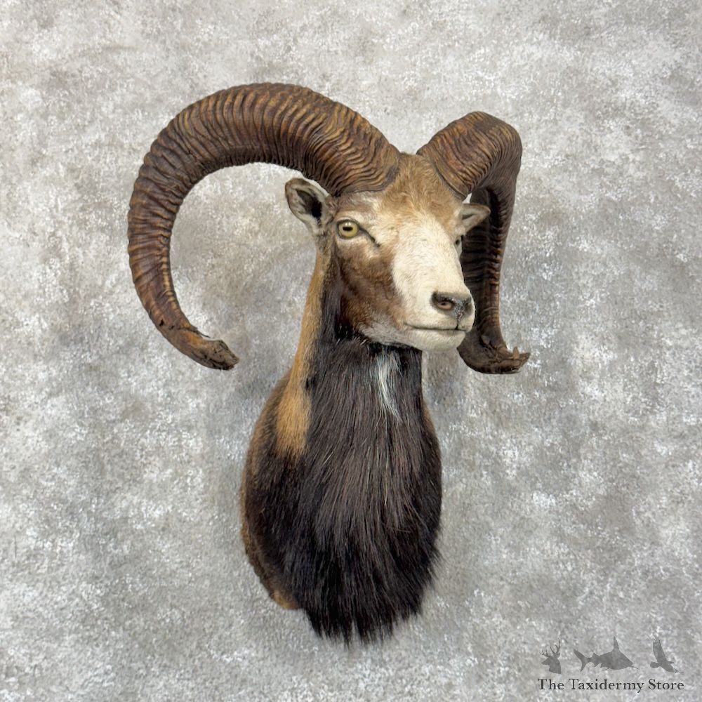 European Mouflon Ram Shoulder Mount For Sale #29866 @ The Taxidermy Store