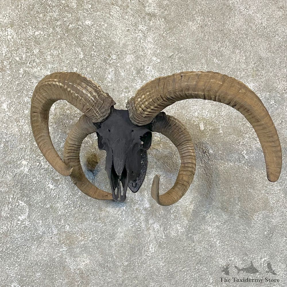 Jacob’s Four Horn Skull European Mount For Sale #25130 @ The Taxidermy Store