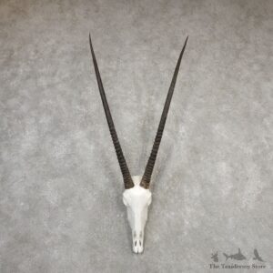 Gemsbok Skull Horns European Plaque Mount #20325 For Sale @ The Taxidermy Store