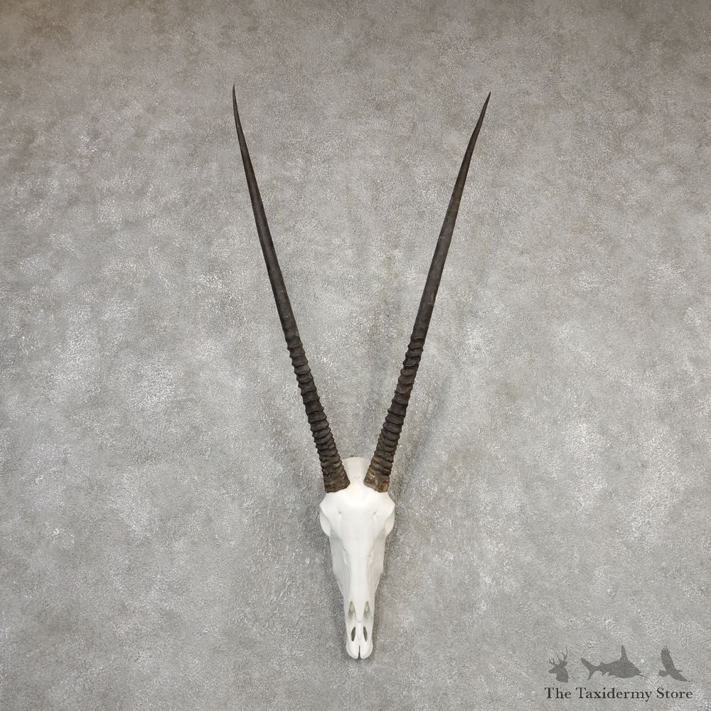Gemsbok Skull Horns European Plaque Mount #20325 For Sale @ The Taxidermy Store