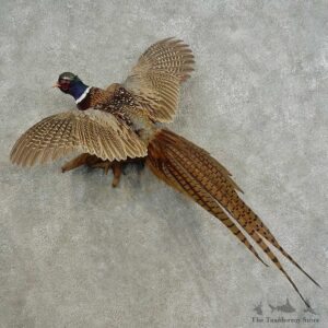Ringneck Pheasant Bird Mount For Sale #16673 @ The Taxidermy Store