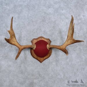 Moose Antler Plaque Mount For Sale #15662 @ The Taxidermy Store
