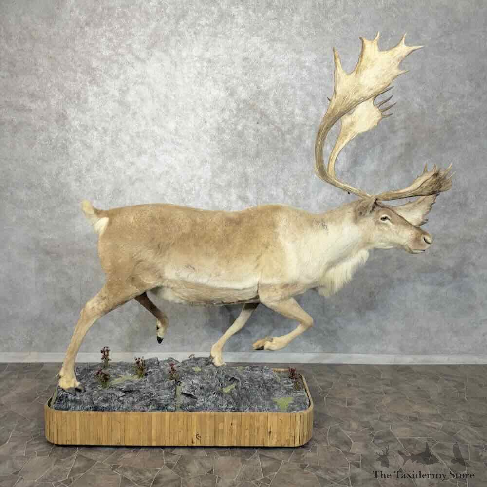 Barren-Ground Caribou Life-Size Mount For Sale #30483 @ The Taxidermy Store