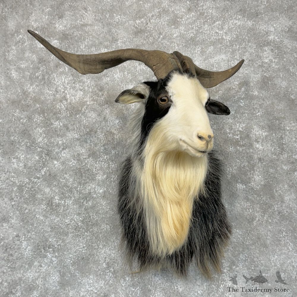Feral Goat Shoulder Mount For Sale #29576 @ The Taxidermy Store