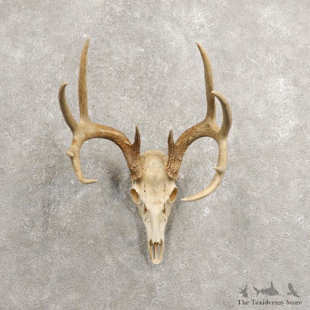 Whitetail Deer Skull European Mount For Sale #20462 @ The Taxidermy Store