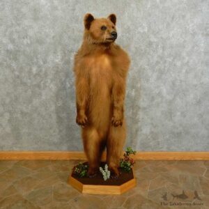 Cinnamon Black Bear Life-Size Mount For Sale #16756 @ The Taxidermy Store