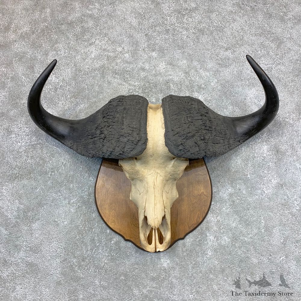 Cape Buffalo Skull Horns Mount For Sale #23376 For Sale @ The Taxidermy Store