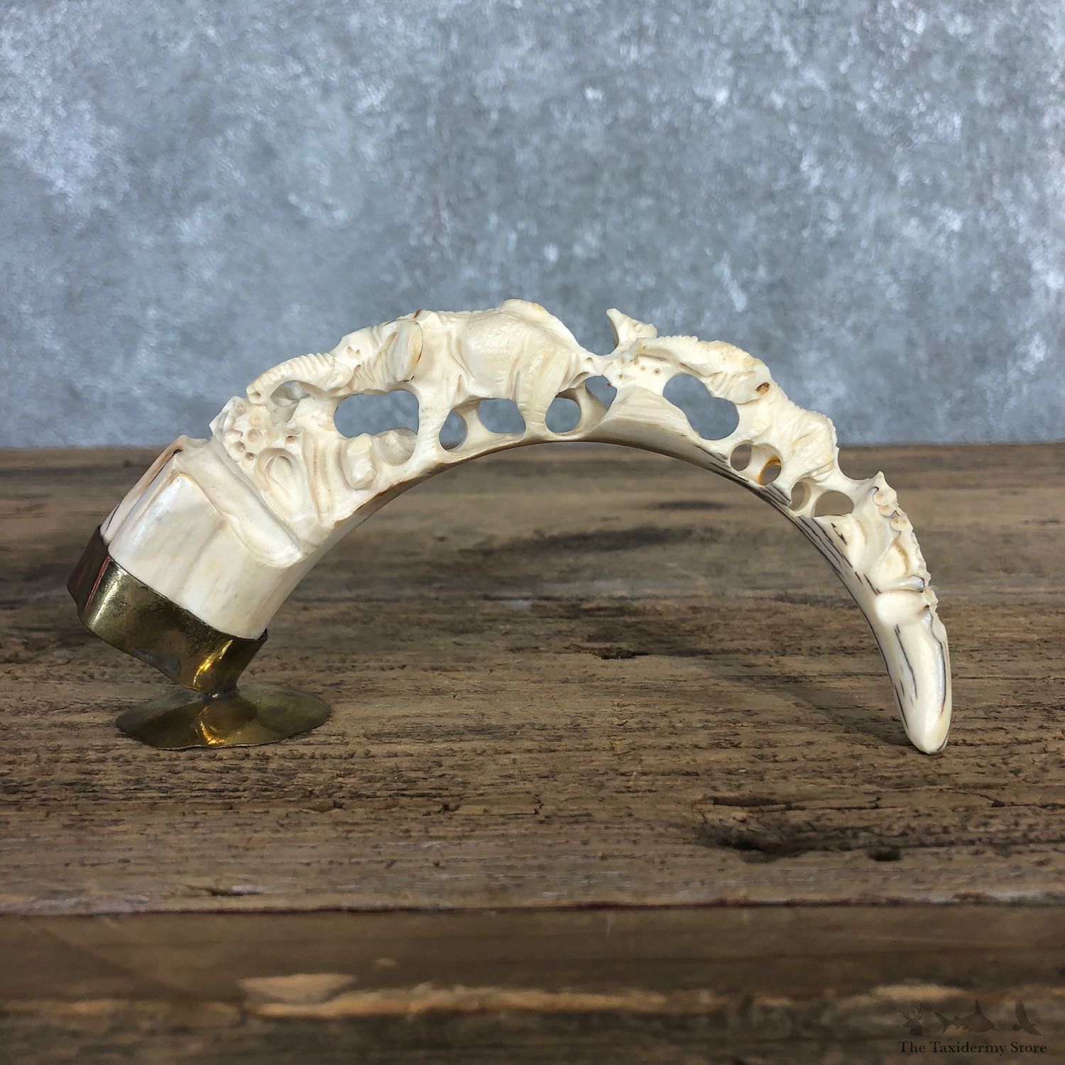 Carved Warthog Tooth For Sale #19967 @ The Taxidermy Store