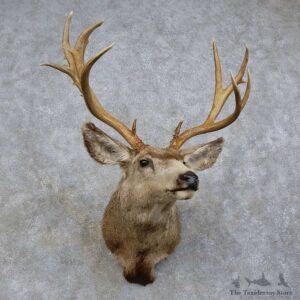 Mule Deer Shoulder Mount For Sale #15729 @ The Taxidermy Store