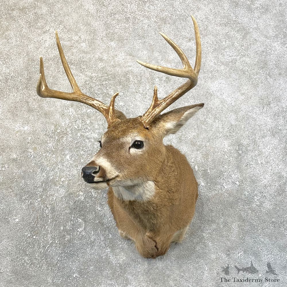 Whitetail Deer Shoulder Mount For Sale #25192 @ The Taxidermy Store