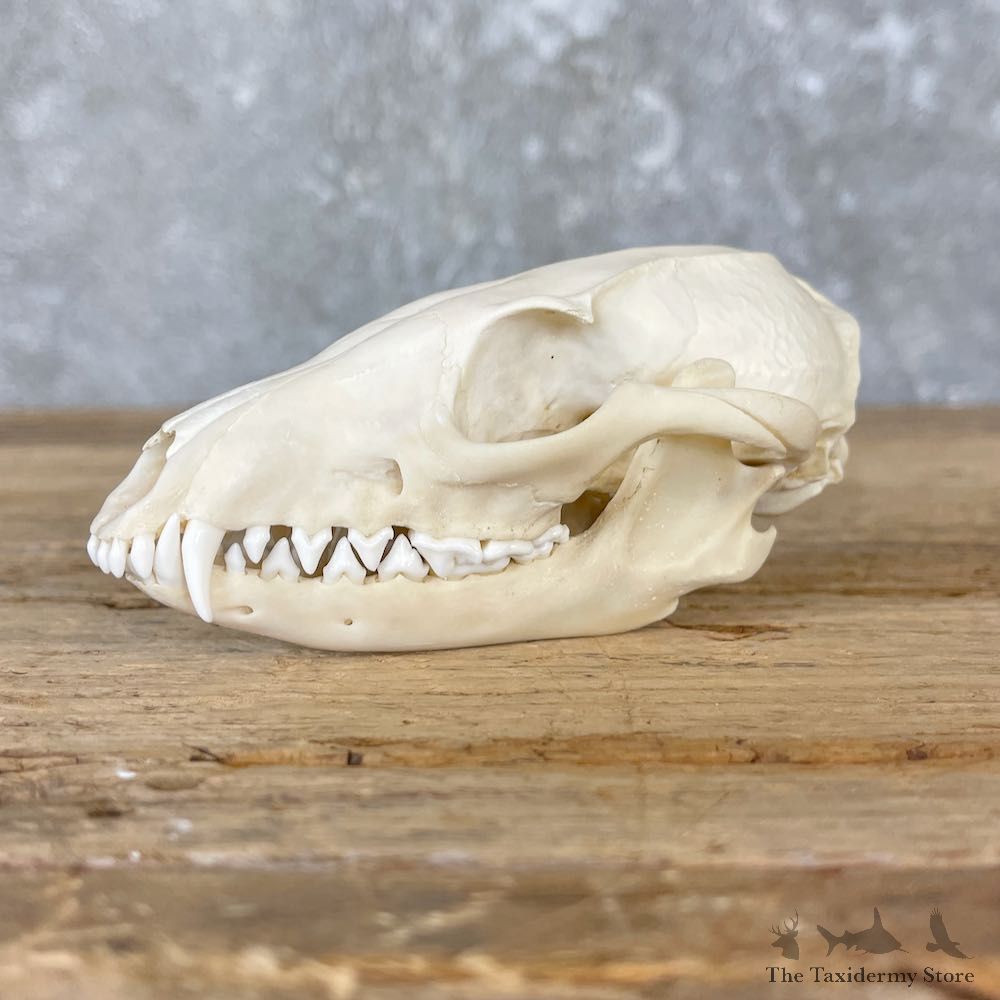 Grey Fox Full Skull Taxidermy Mount For Sale #26571 @ The Taxidermy Store