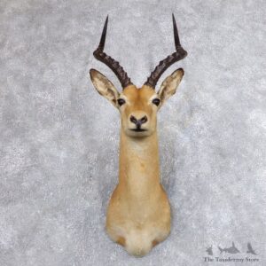 African Impala Shoulder Mount For Sale #18626 @The Taxidermy Store