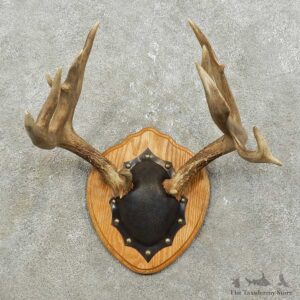 Whitetail Deer Antler Plaque Mount For Sale #15850 @ The Taxidermy Store
