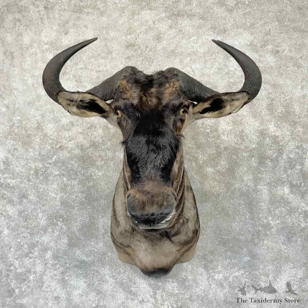 Blue Wildebeest Shoulder Mount For Sale #32336 @ The Taxidermy Store