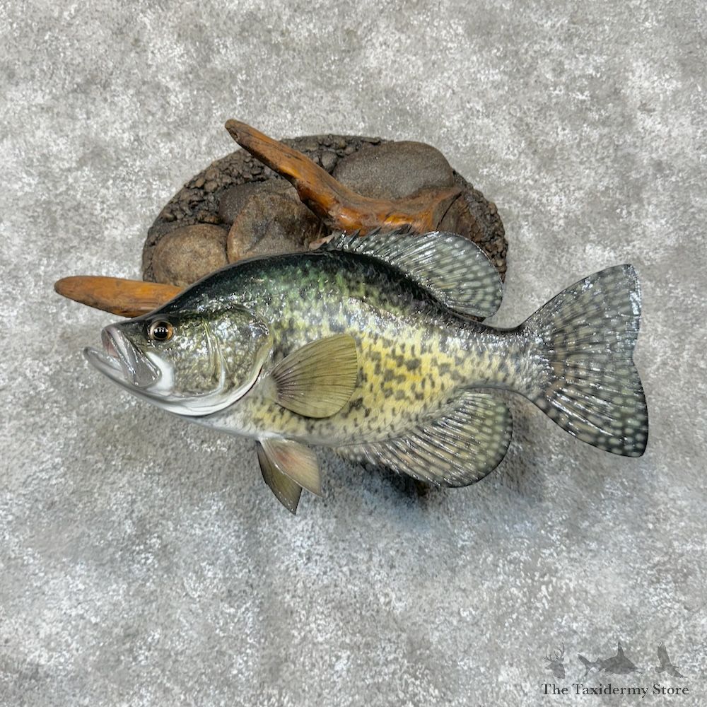 White Crappie Fish Mount For Sale #29568 @ The Taxidermy Store