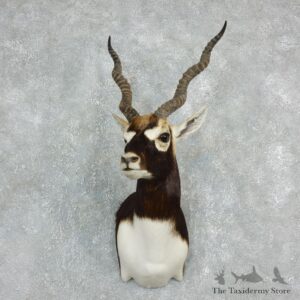 India Blackbuck Shoulder Taxidermy Mount #17916 For Sale @ The Taxidermy Store