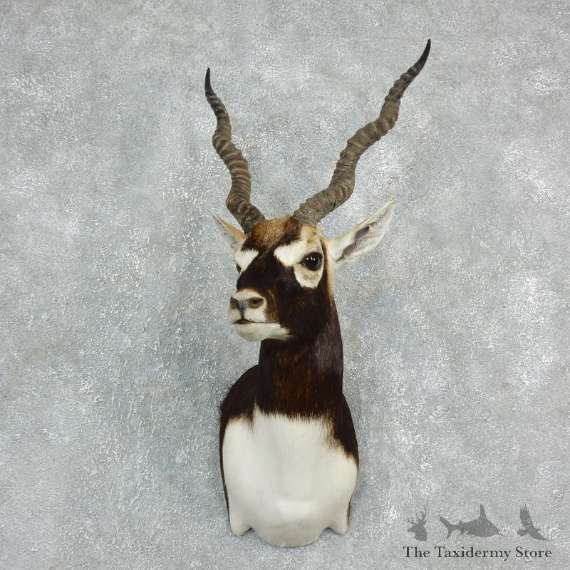 India Blackbuck Shoulder Taxidermy Mount #17916 For Sale @ The Taxidermy Store