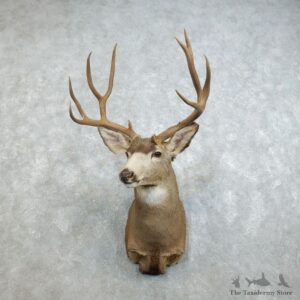 Mule Deer Shoulder Mount For Sale #18529 @ The Taxidermy Store
