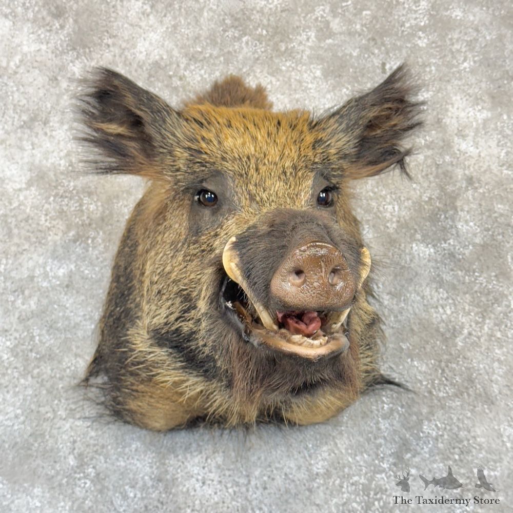 Wild Boar Shoulder Mount For Sale #29997 @ The Taxidermy Store