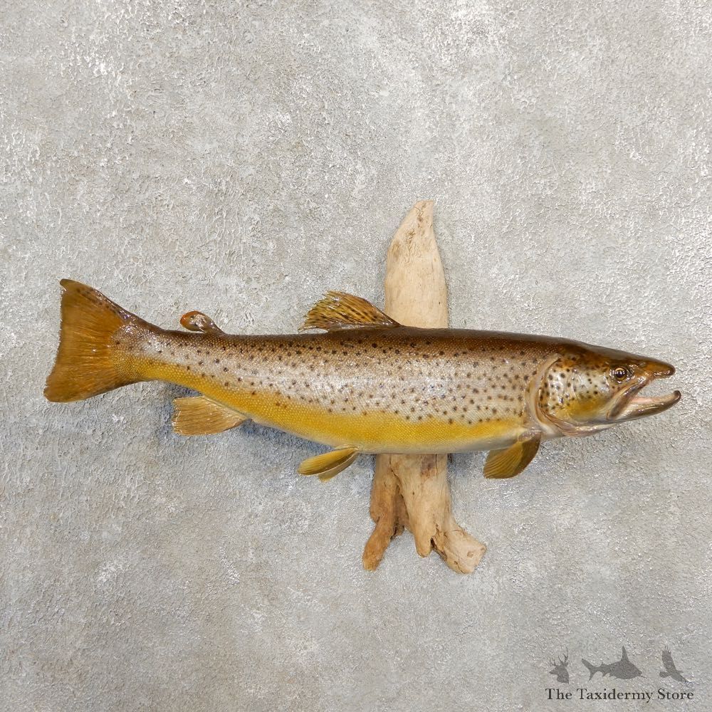 Brown Trout Fish Mount For Sale #20579 @ The Taxidermy Store