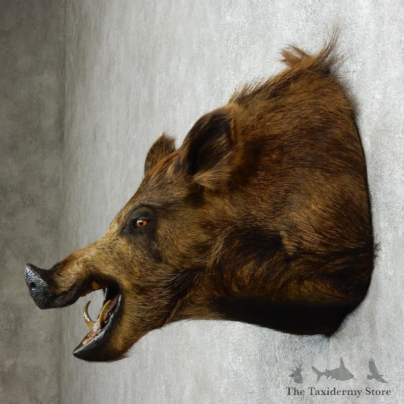 Wild Boar Shoulder Mount For Sale #18054 @ The Taxidermy Store