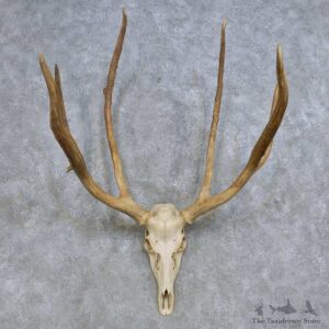 Pere David Deer Skull & Antler European Mount For Sale #14634 @ The Taxidermy Store