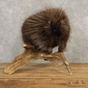 Porcupine Life-Size Mount For Sale #20392 @ The Taxidermy Store