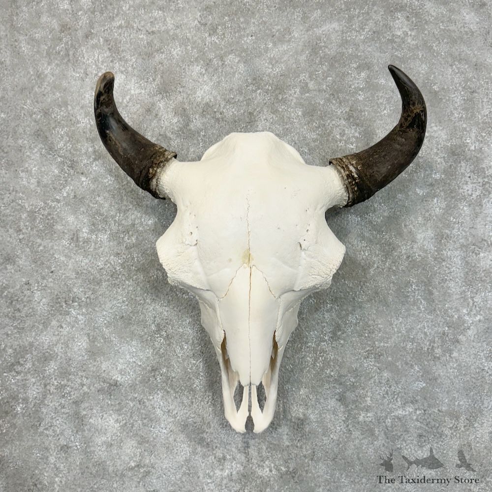 American Buffalo Bison Skull Mount For Sale #29683 @ The Taxidermy Store