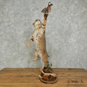 Bobcat & Quail Life-Size Mount For Sale #16035 @ The Taxidermy Store