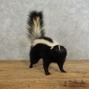 Life-Size Skunk Taxidermy Mount #17191 For Sale @ The Taxidermy Store