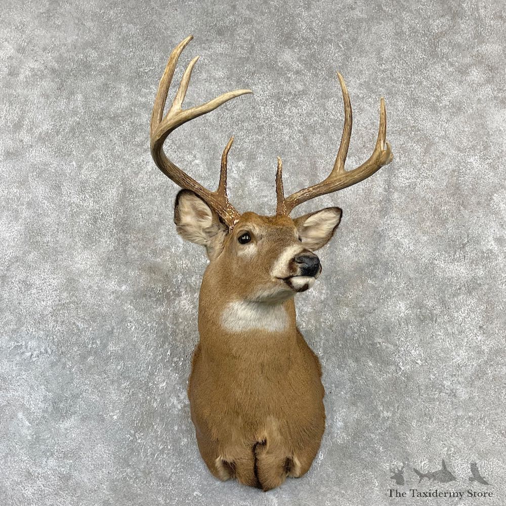 Whitetail Deer Shoulder Mount For Sale #27150 @ The Taxidermy Store