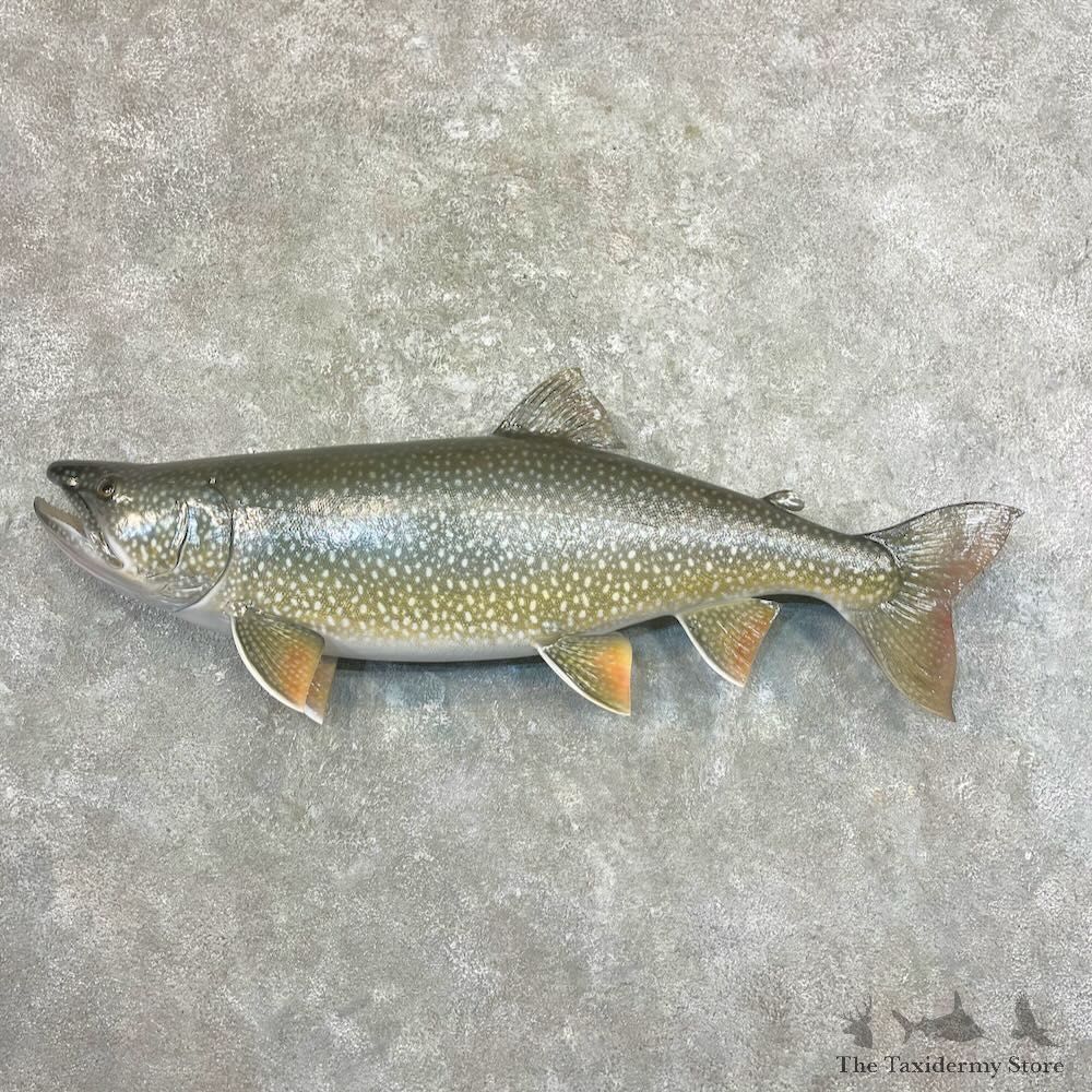 Lake Trout Freshwater Fish Mount For Sale #27682 @ The Taxidermy Store
