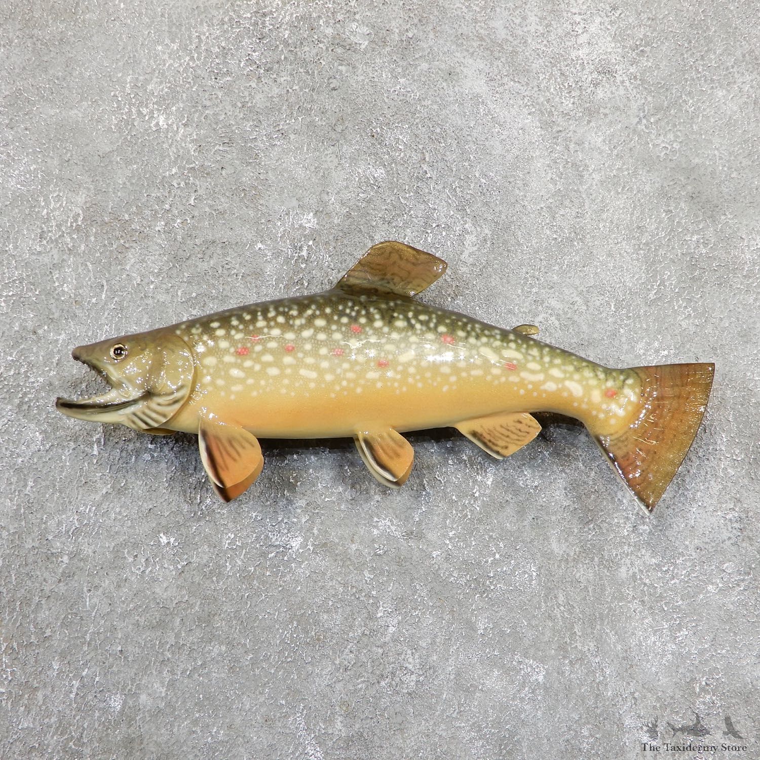 Brown Trout Fish Mount For Sale #19676 @ The Taxidermy Store