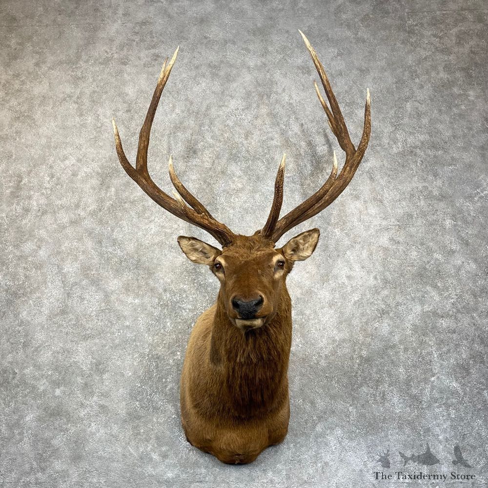 Rocky Mountain Elk Shoulder Mount For Sale #24986 @ The Taxidermy Store