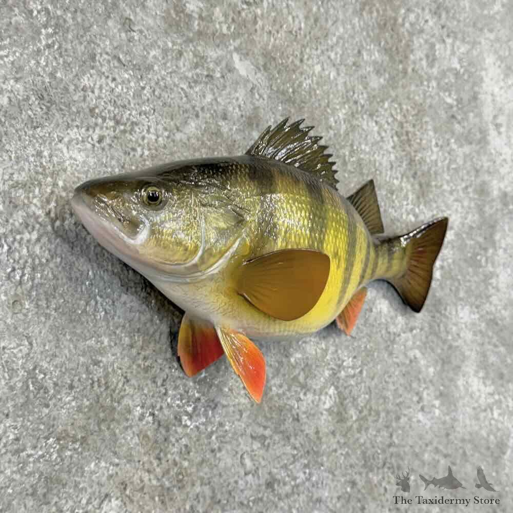 Yellow Perch Fish Mount For Sale #31862 @ The Taxidermy Store