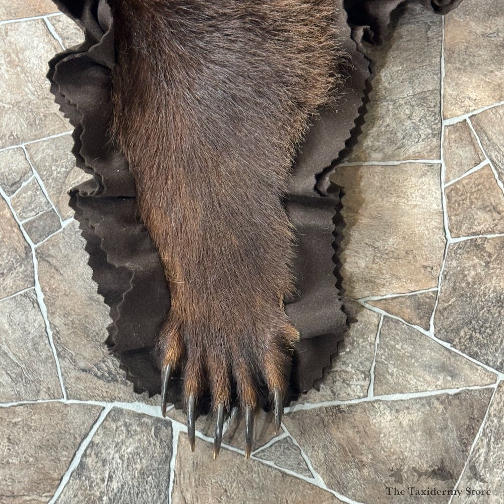 Grizzly Bear Full Size Rug Mount For Sale #29302 @ The Taxidermy Store