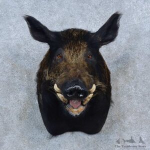 Wild Boar Shoulder Mount For Sale #15312 @ The Taxidermy Store