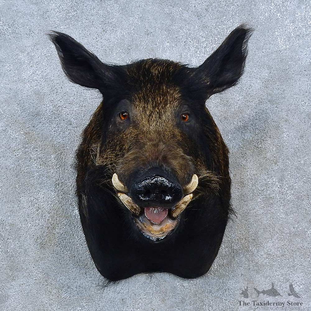 Wild Boar Shoulder Mount For Sale #15312 @ The Taxidermy Store