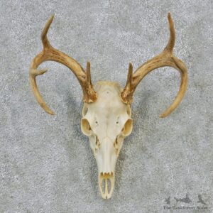 Whitetail Deer European Antler Skull Taxidermy Mount #12627 For Sale @ The Taxidermy Store