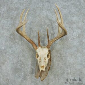 Whitetail Deer Skull Antlers European Mount #13565 For Sale @ The Taxidermy Store